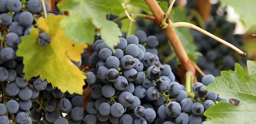 bunches of black grapes on the brunch at Ktima Spiropoulos vineyards